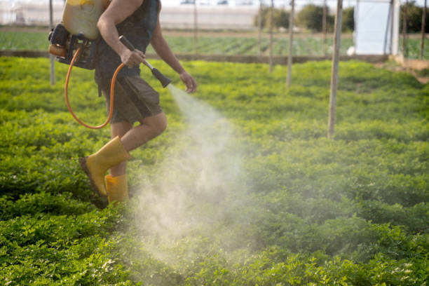 Best Insect Control  in Sweet Home, OR