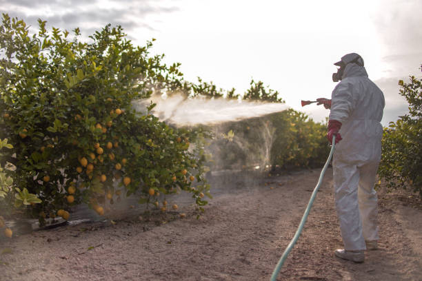 Best Termite Control Services  in Sweet Home, OR