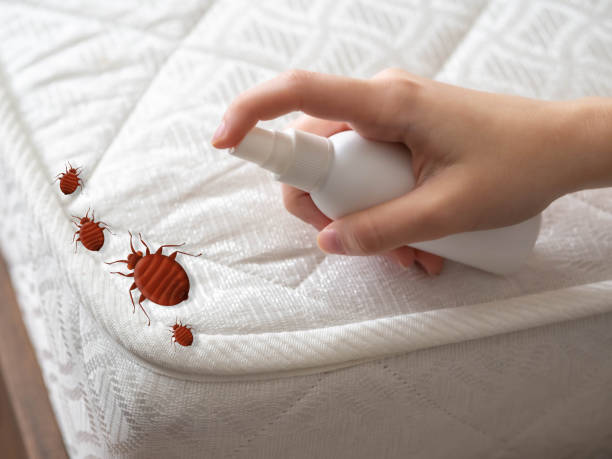 Professional Pest Control in Sweet Home, OR