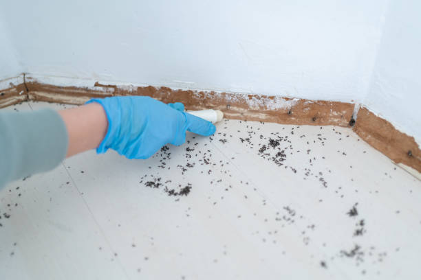 Best Residential Pest Control  in Sweet Home, OR