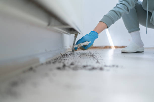 Pest Prevention Services in Sweet Home, OR